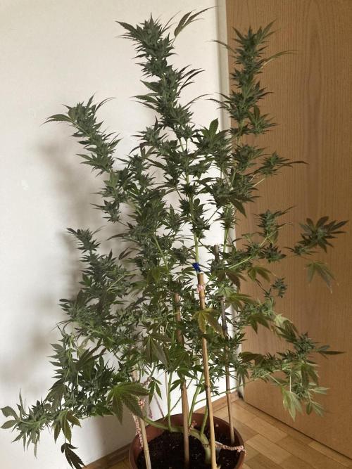 Cap Junky von Hanfgartenshop. Week 19