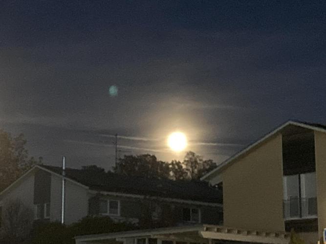 Cap Junky von Hanfgartenshop. Week 19