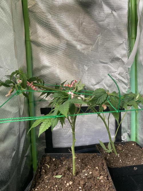 Winterexperiment ❄️☃️🔬🤓. Week 2