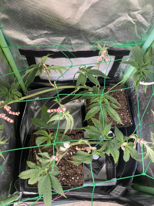 Winterexperiment ❄️☃️🔬🤓. Week 2