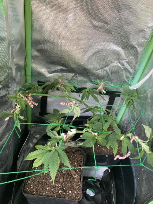 Winterexperiment ❄️☃️🔬🤓. Week 2