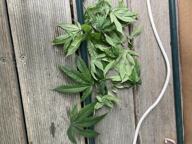 Winterexperiment ❄️☃️🔬🤓. Week 2