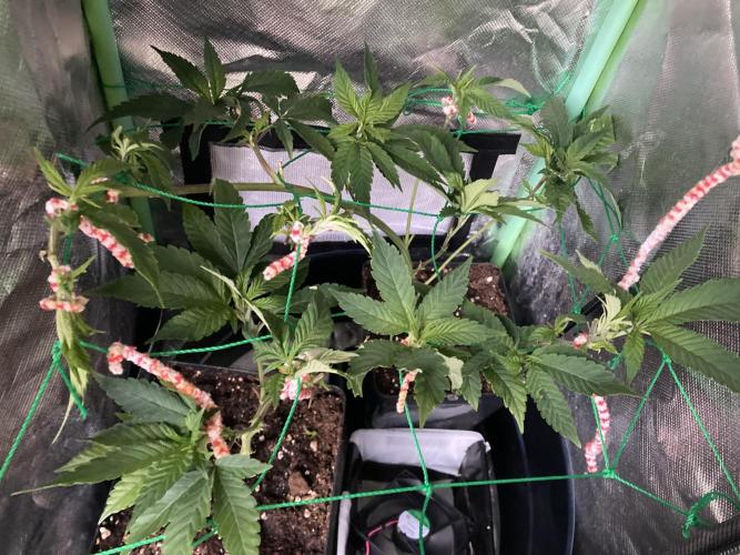 Winterexperiment ❄️☃️🔬🤓. Week 2