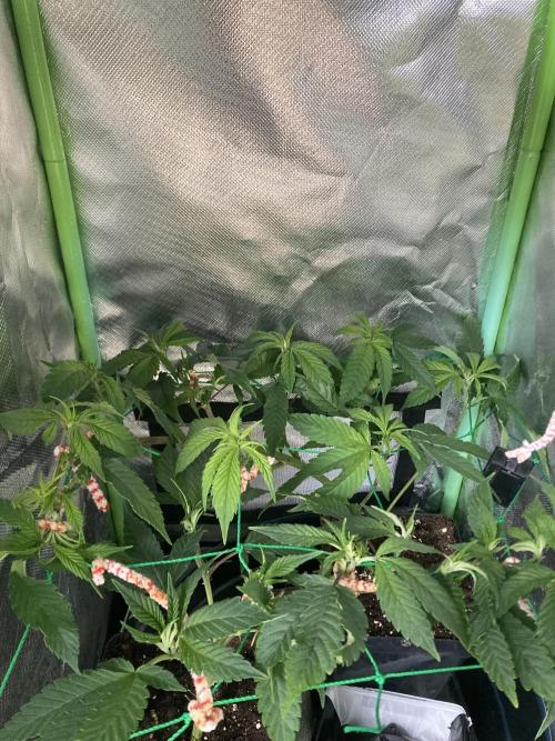 Winterexperiment ❄️☃️🔬🤓. Week 3