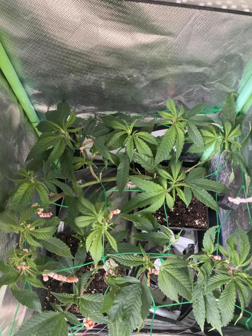 Winterexperiment ❄️☃️🔬🤓. Week 3