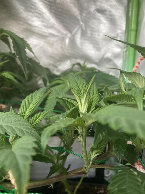 Winterexperiment ❄️☃️🔬🤓. Week 4