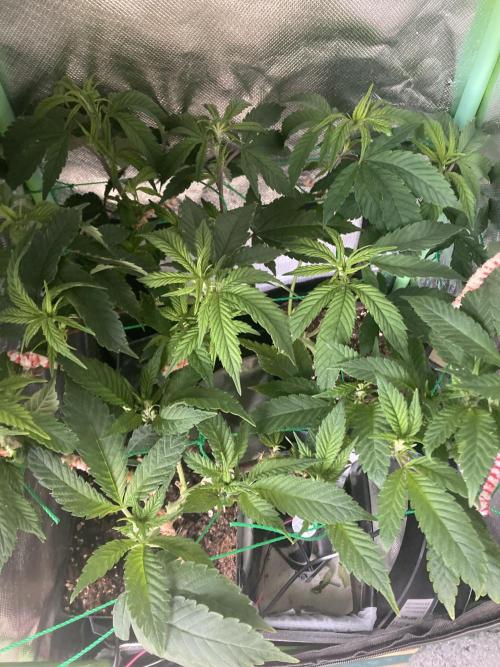 Winterexperiment ❄️☃️🔬🤓. Week 4