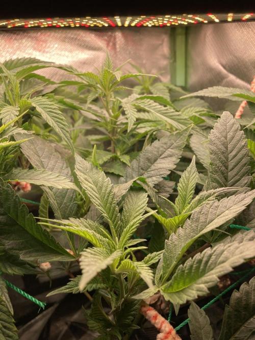 Winterexperiment ❄️☃️🔬🤓. Week 5