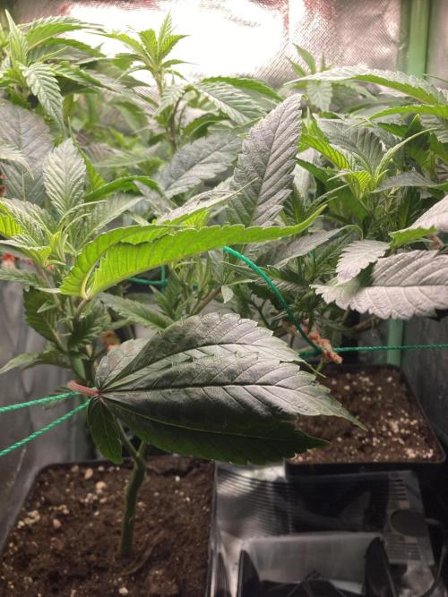 Winterexperiment ❄️☃️🔬🤓. Week 5