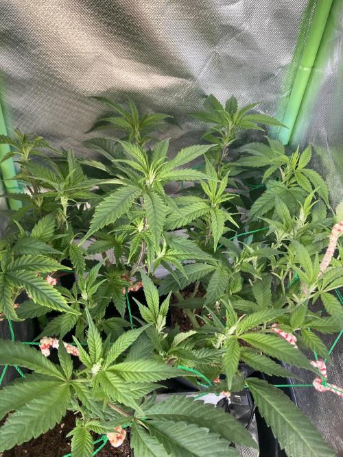 Winterexperiment ❄️☃️🔬🤓. Week 6