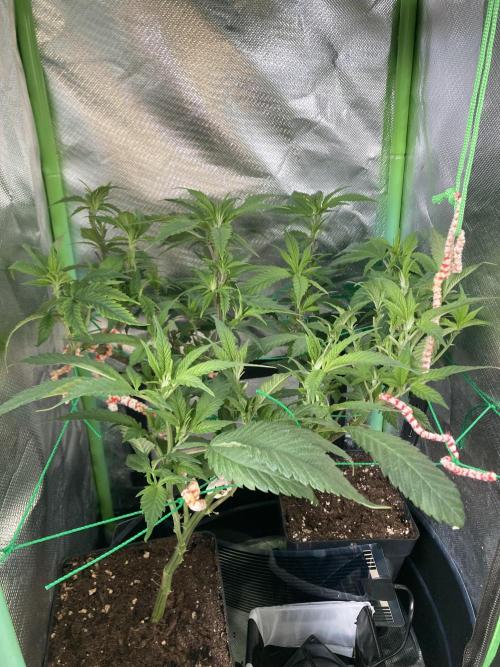 Winterexperiment ❄️☃️🔬🤓. Week 6