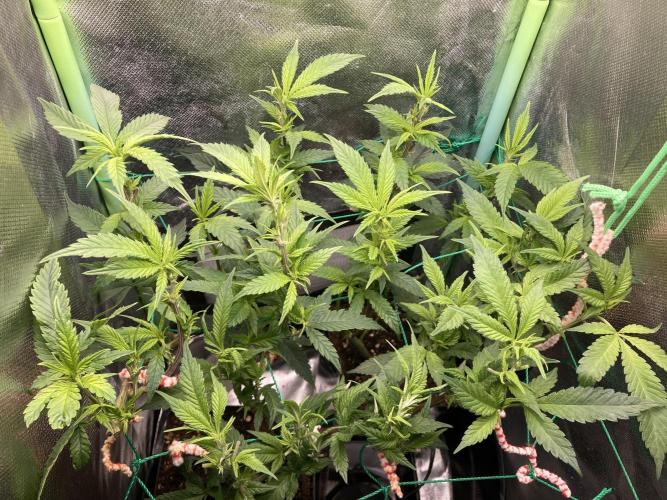 Winterexperiment ❄️☃️🔬🤓. Week 6