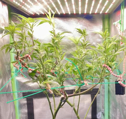 Winterexperiment ❄️☃️🔬🤓. Week 6