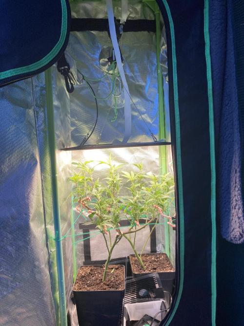 Winterexperiment ❄️☃️🔬🤓. Week 6