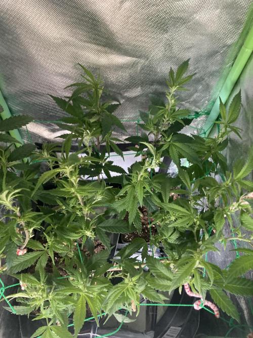 Winterexperiment ❄️☃️🔬🤓. Week 7