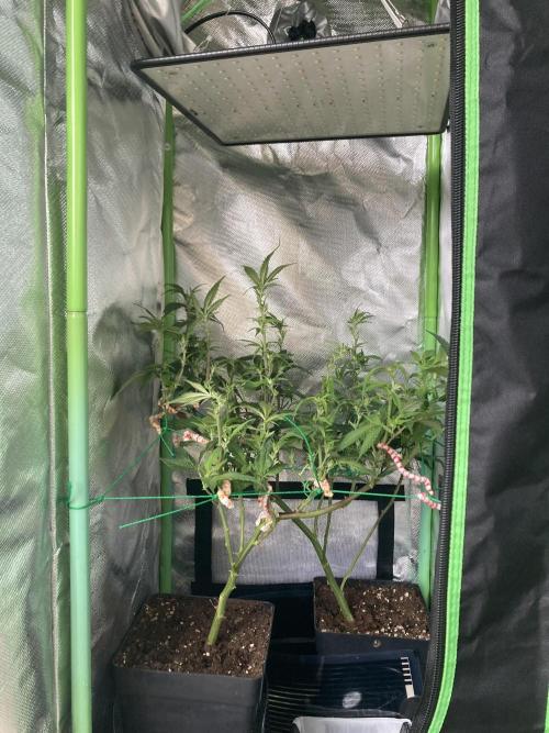 Winterexperiment ❄️☃️🔬🤓. Week 7