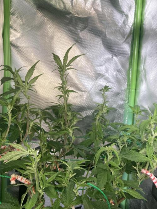 Winterexperiment ❄️☃️🔬🤓. Week 7