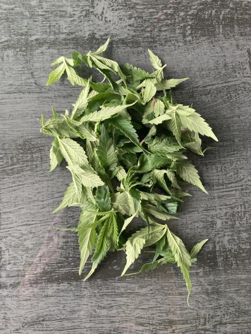 Winterexperiment ❄️☃️🔬🤓. Week 7