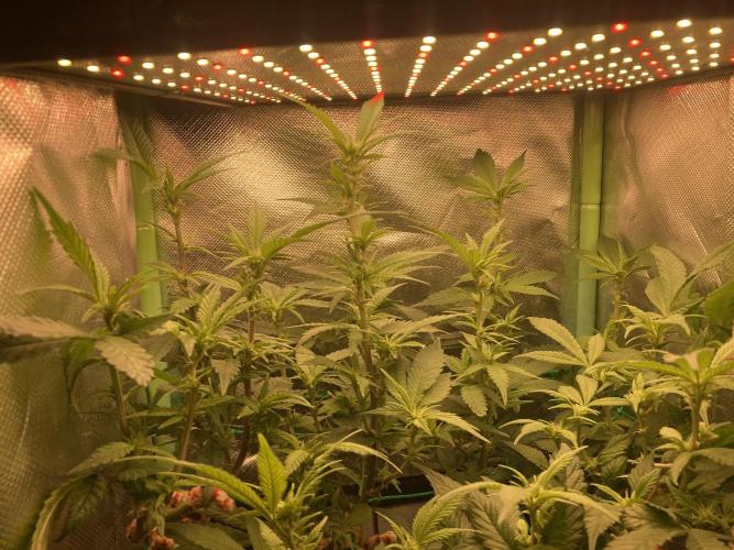 Winterexperiment ❄️☃️🔬🤓. Week 7