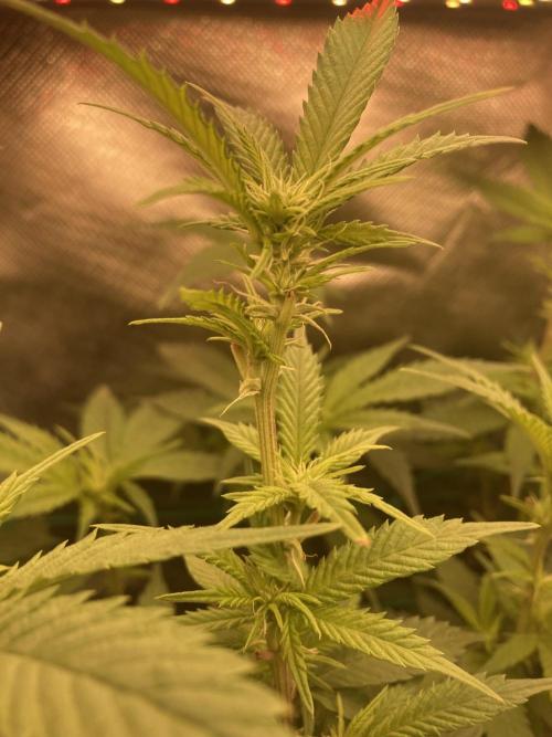 Winterexperiment ❄️☃️🔬🤓. Week 7