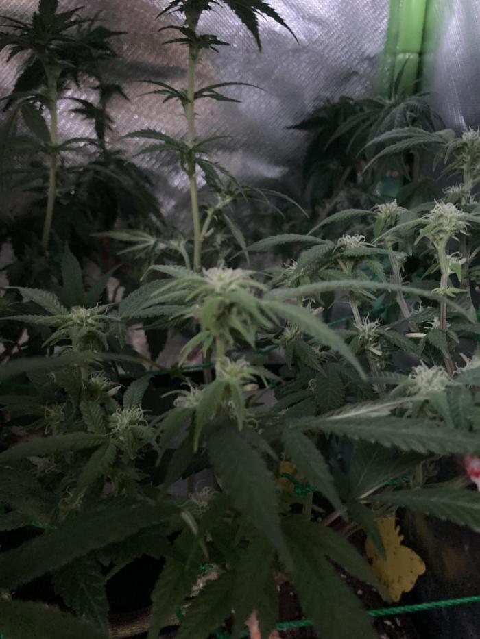 Winterexperiment ❄️☃️🔬🤓. Week 8