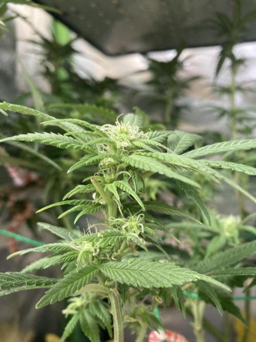 Winterexperiment ❄️☃️🔬🤓. Week 9