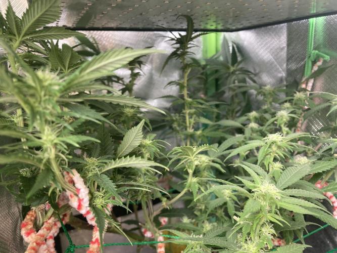 Winterexperiment ❄️☃️🔬🤓. Week 9