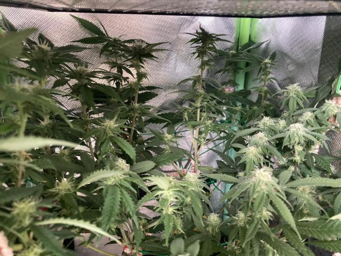 Winterexperiment ❄️☃️🔬🤓. Week 9