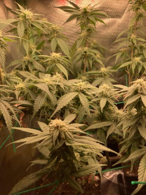 Winterexperiment ❄️☃️🔬🤓. Week 10