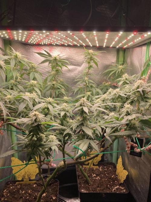 Winterexperiment ❄️☃️🔬🤓. Week 10