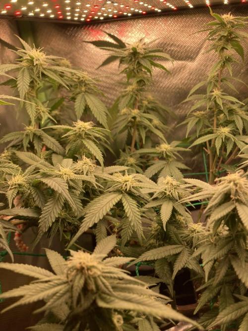 Winterexperiment ❄️☃️🔬🤓. Week 10