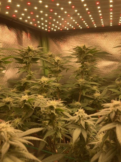 Winterexperiment ❄️☃️🔬🤓. Week 11