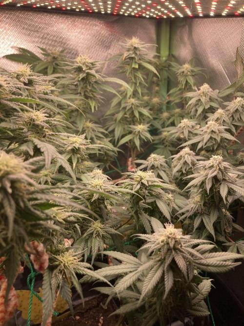 Winterexperiment ❄️☃️🔬🤓. Week 12