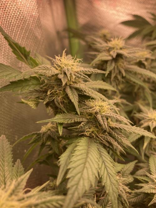 Winterexperiment ❄️☃️🔬🤓. Week 12