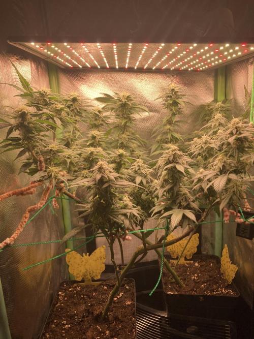 Winterexperiment ❄️☃️🔬🤓. Week 12