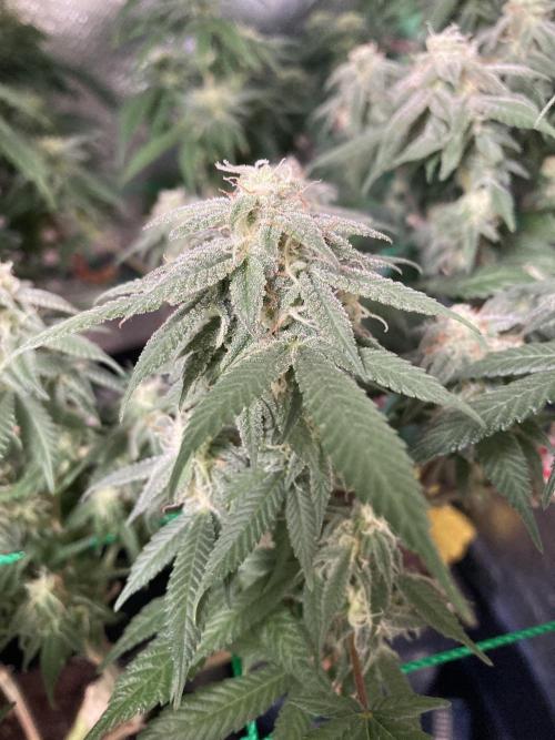 Winterexperiment ❄️☃️🔬🤓. Week 12