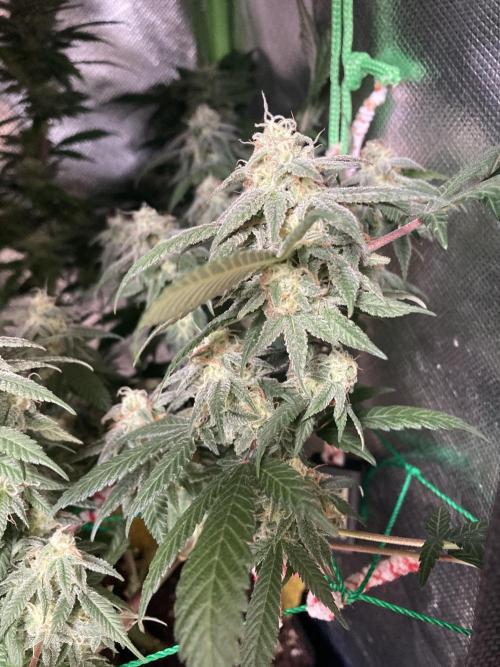 Winterexperiment ❄️☃️🔬🤓. Week 12