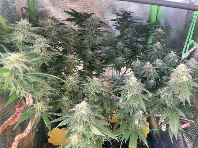 Winterexperiment ❄️☃️🔬🤓. Week 13