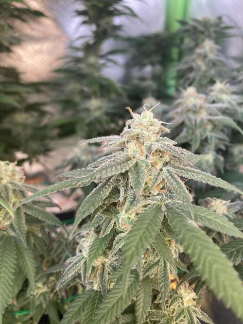 Winterexperiment ❄️☃️🔬🤓. Week 13