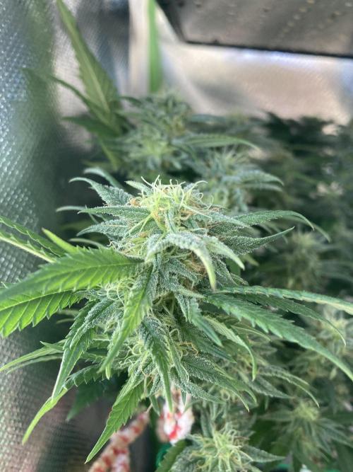 Winterexperiment ❄️☃️🔬🤓. Week 13
