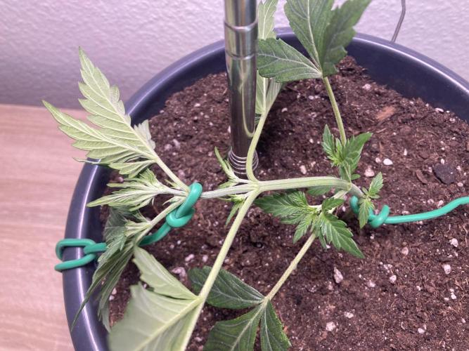 Gelato Autoflower. Week 3
