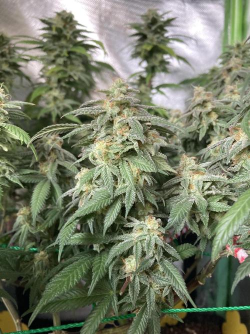 Winterexperiment ❄️☃️🔬🤓. Week 14