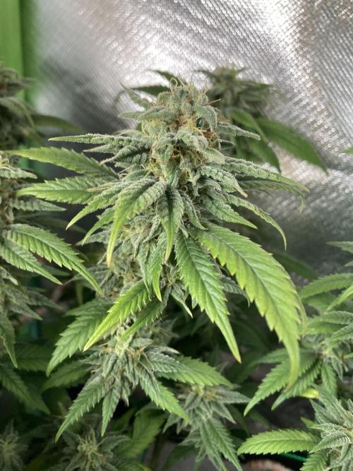 Winterexperiment ❄️☃️🔬🤓. Week 14