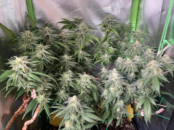 Winterexperiment ❄️☃️🔬🤓. Week 14