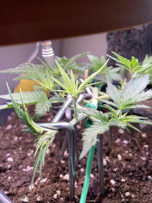 Raumschmuck. Week 4