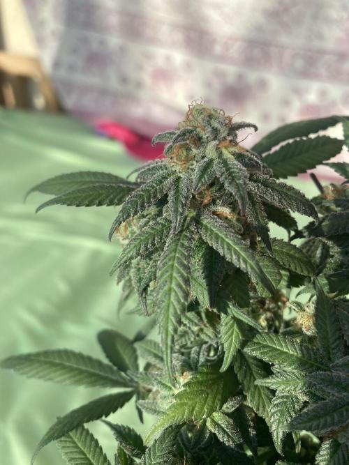 Winterexperiment ❄️☃️🔬🤓. Week 15