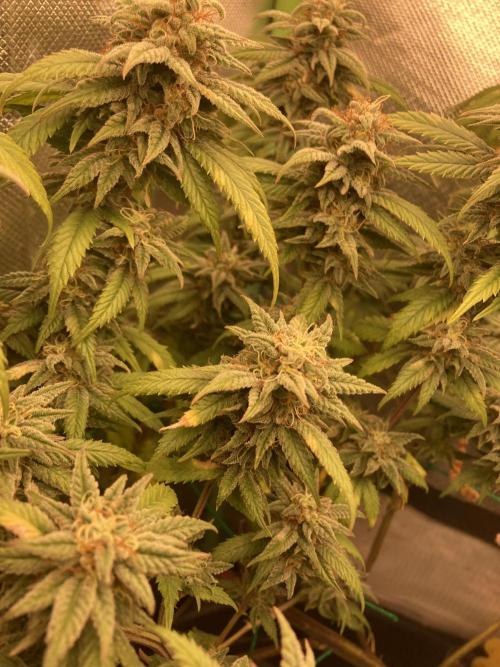 Winterexperiment ❄️☃️🔬🤓. Week 15