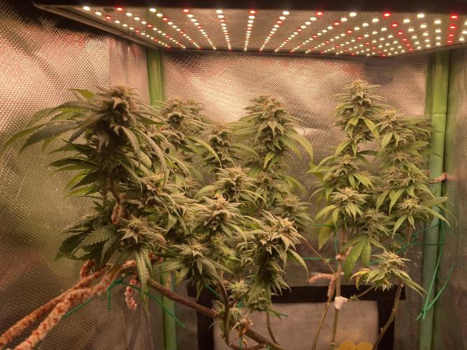 Winterexperiment ❄️☃️🔬🤓. Week 15