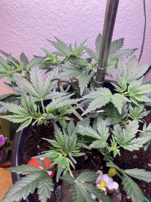 Raumschmuck. Week 5