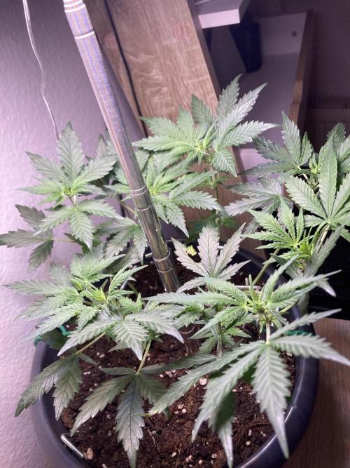Raumschmuck. Week 6